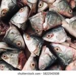 ECONOMIC POVERTY: FAMILIES NOW GO FOR FISH HEADS FOR ‘MEAT