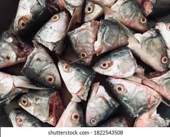 ECONOMIC POVERTY: FAMILIES NOW GO FOR FISH HEADS FOR ‘MEAT