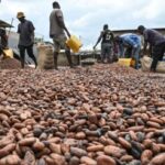 Cocoa price rises to all-time high of N15 million per tonne