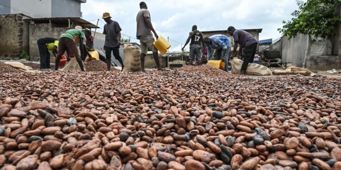 Cocoa price rises to all-time high of N15 million per tonne